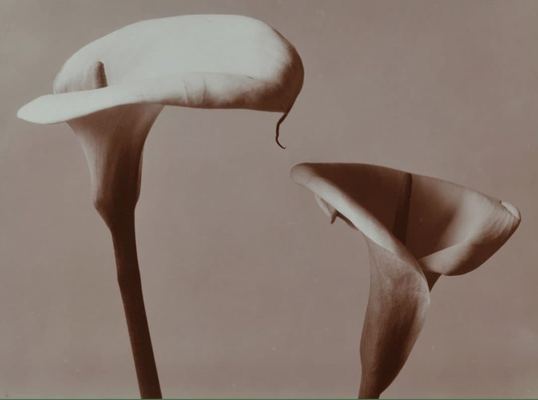 Two white calla lilies against a soft taupe background